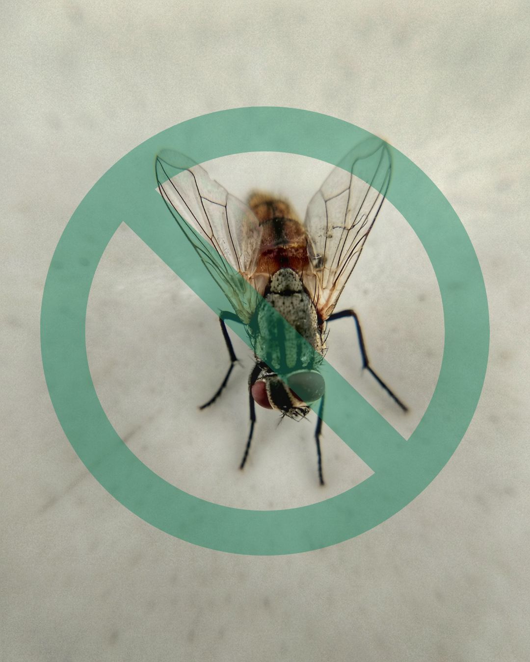 Traitement mouches et insectes nuisibles agricoles   à Deschambault-Grondines