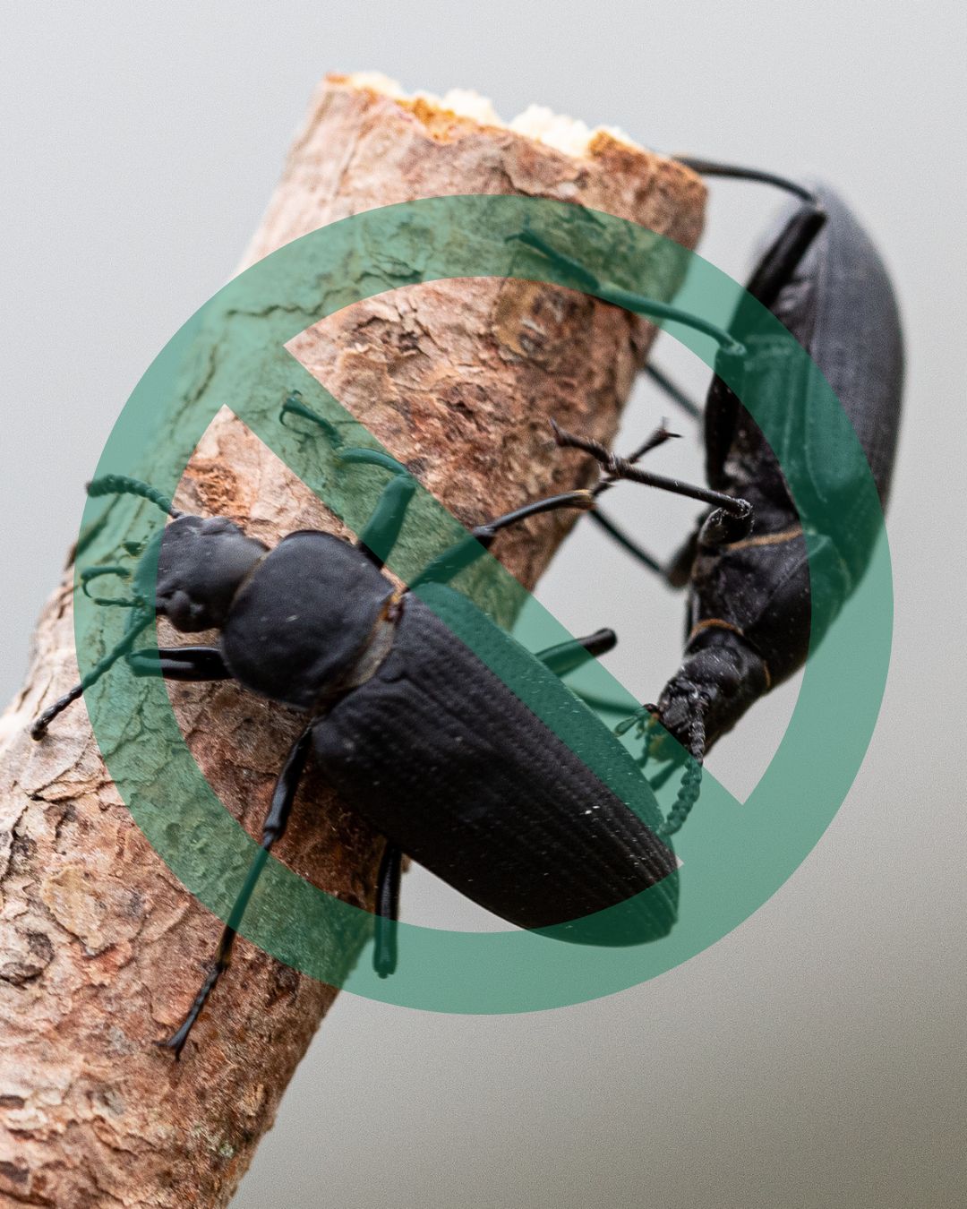 Élimination ténébrions nuisibles agricoles   à Saint-Jean-Port-Joli