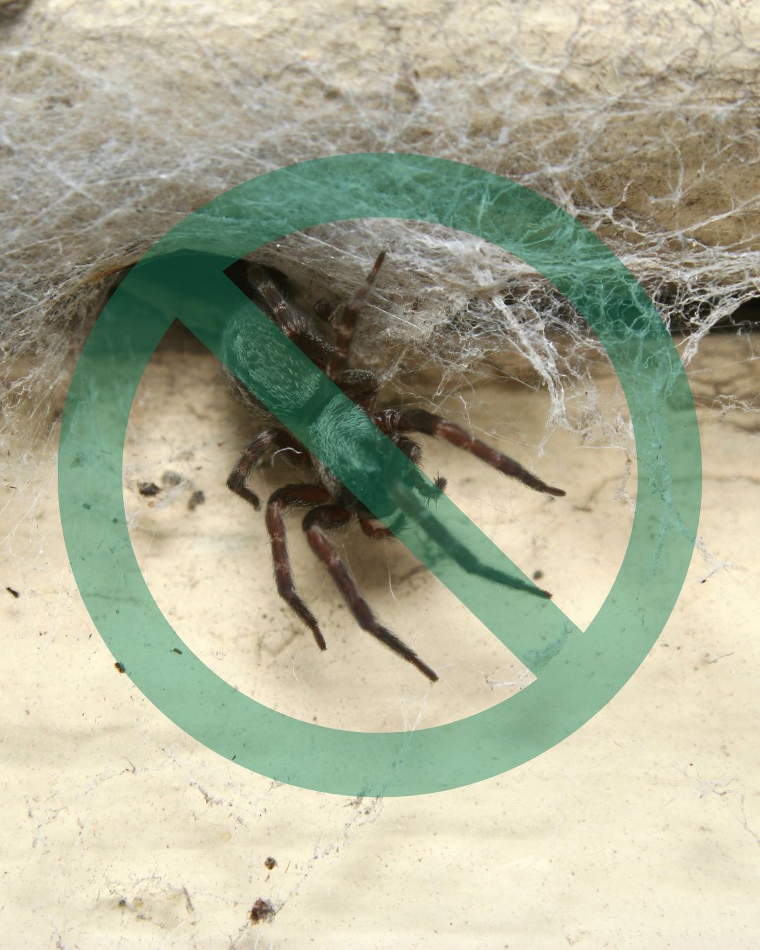 Contrôle araignées dans bâtiments agricoles   à Sainte-Anne-de-la-Pocatière