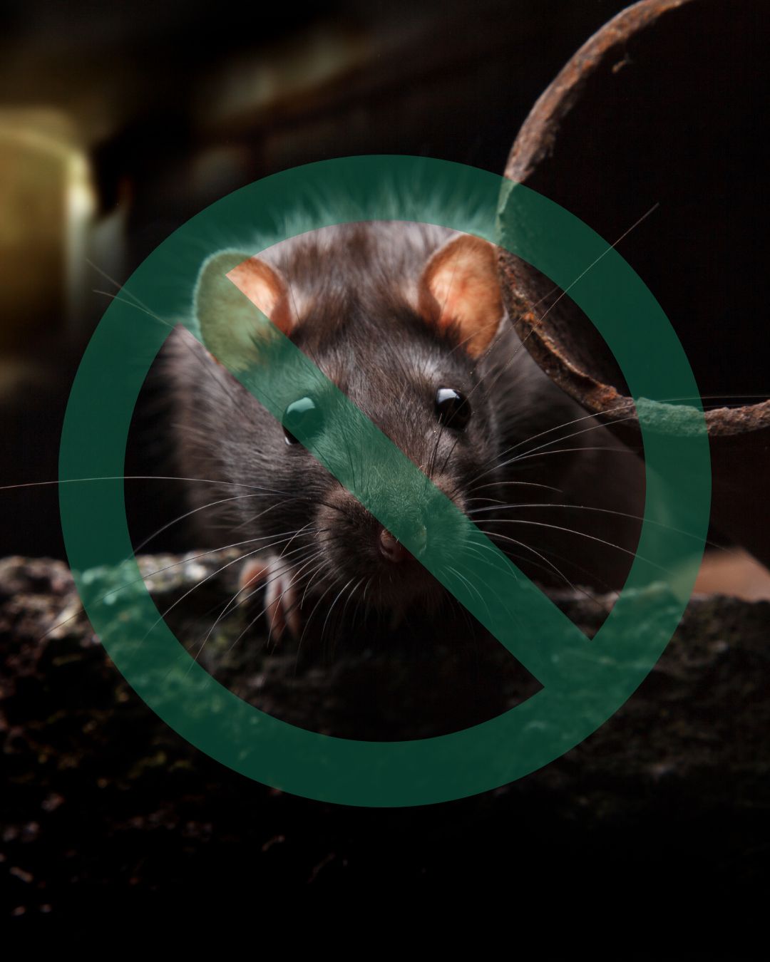 Extermination rats et souris agricoles dans L’Islet