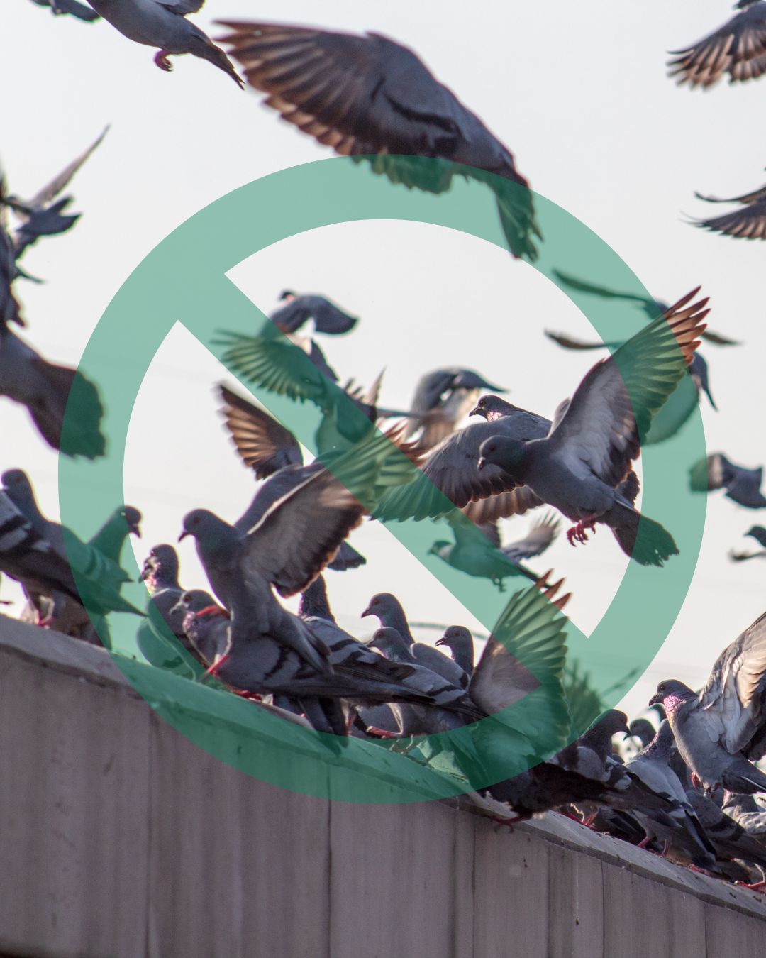 Éloignement pigeons et oiseaux nuisibles agricoles   En Beauce